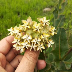 Asclepias lynchiana