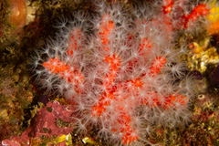 Corallium rubrum