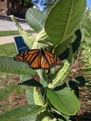 Danaus plexippus