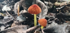 Marasmius berteroi