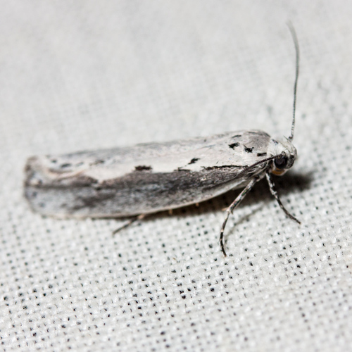 iNaturalist observation photo of Ethmia arctostaphylella