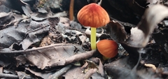 Marasmius berteroi
