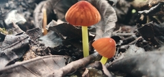 Marasmius berteroi