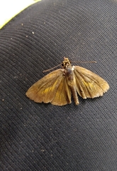 Synapte pecta