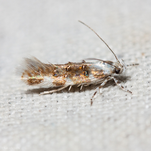 iNaturalist observation photo of Cosmopteriginae
