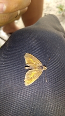 Synapte pecta