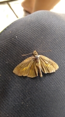 Synapte pecta