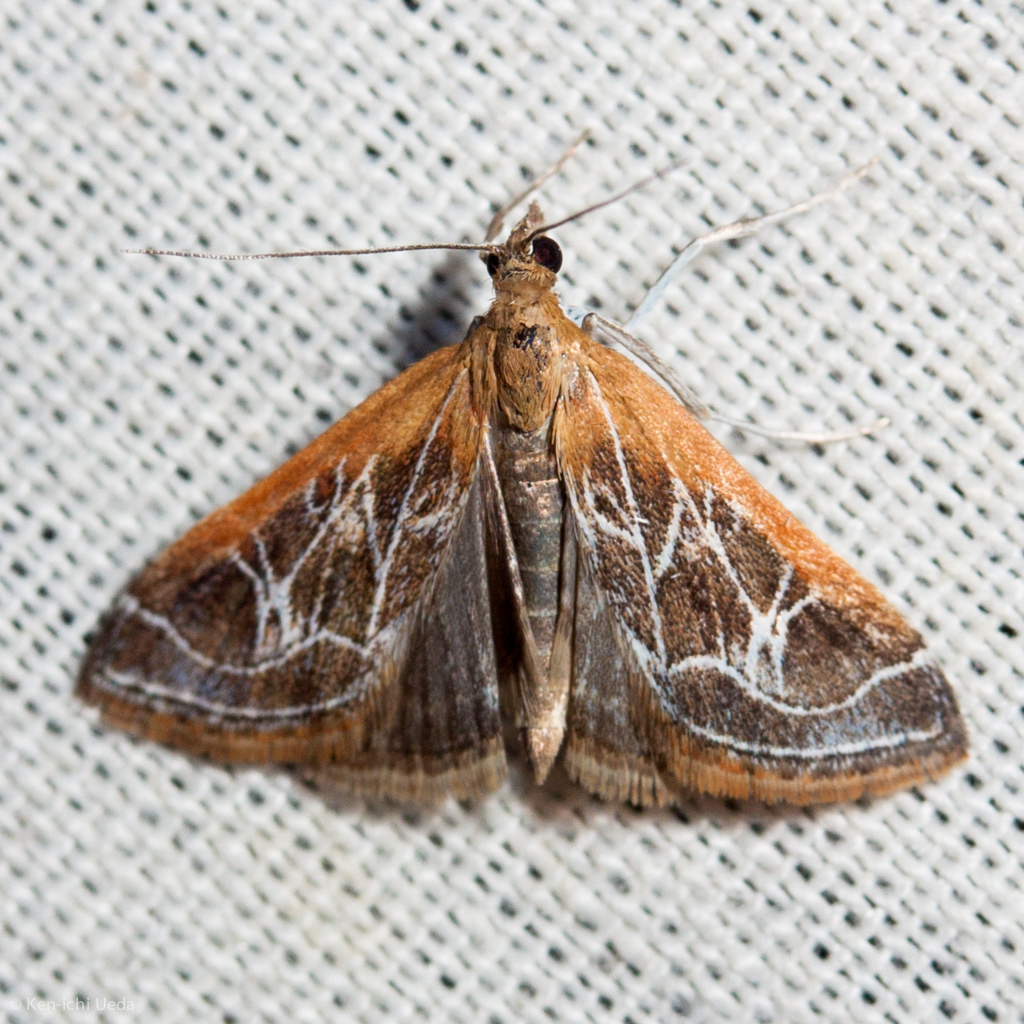 Fulvous-edged Pyrausta