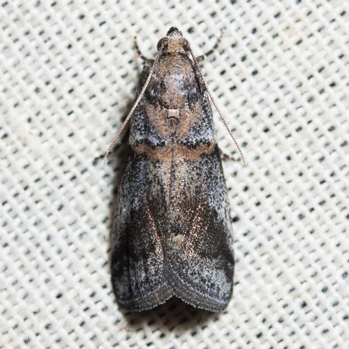 iNaturalist observation photo of Acrobasis