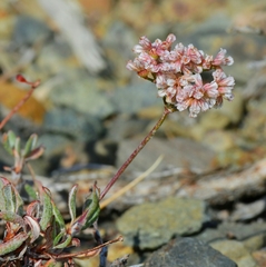 Eriogonum microtheca alpinum