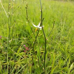 Echeandia parviflora