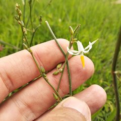 Echeandia parviflora