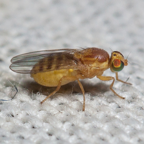 iNaturalist observation photo of Gymnochiromyia