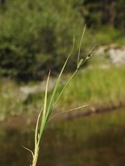 Carex lenticularis