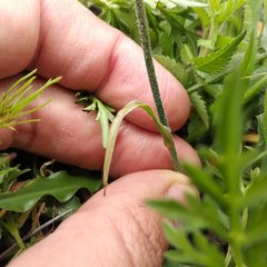 Echeandia parviflora