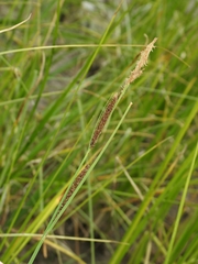 Carex angustata