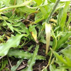 Echeandia parviflora