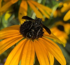 Zethus spinipes spinipes