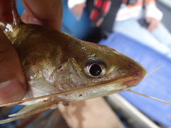 Pimelodus blochii