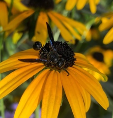 Zethus spinipes spinipes