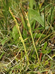 Botrychium simplex compositum
