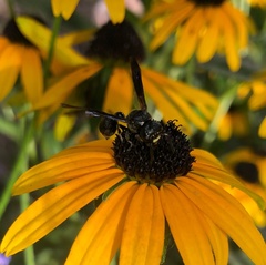 Zethus spinipes spinipes