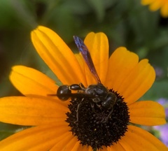 Zethus spinipes spinipes