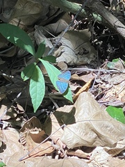 Euriphene barombina