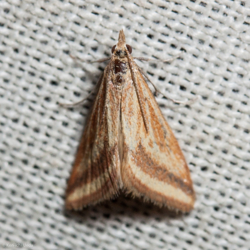 iNaturalist observation photo of Yellow-veined Moth