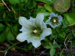 Gentiana newberryi tiogana