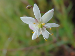 Phemeranthus palmeri