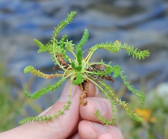 Ivesia lycopodioides