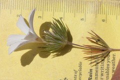 Leptosiphon grandiflorus