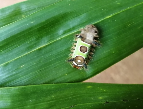 Saddleback caterpillar moth