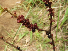 Miconia rubra