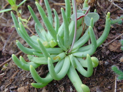 Phemeranthus palmeri