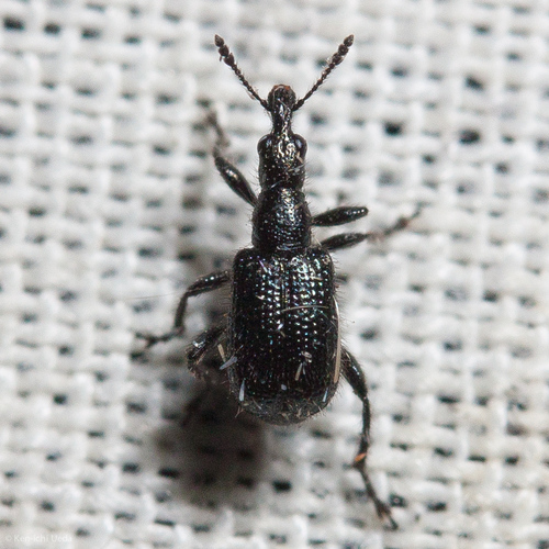 iNaturalist observation photo of Deporaus glastinus