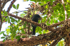 Laniarius fuelleborni