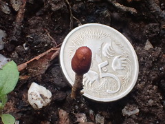 Cordyceps meneristitis