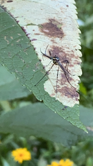 Toxorhynchites rutilus septentrionalis