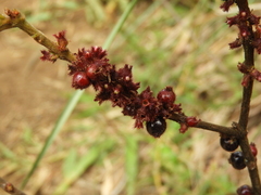 Miconia rubra