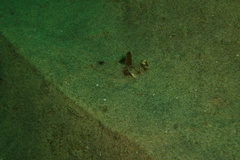 Xystreurys liolepis
