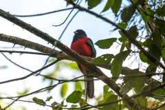 Apaloderma vittatum