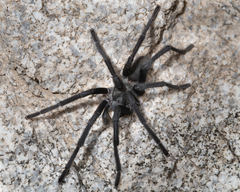 Aphonopelma xwalxwal