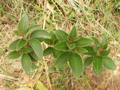 Miconia rubra