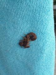 Centruroides margaritatus