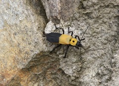 Chauliognathus heros