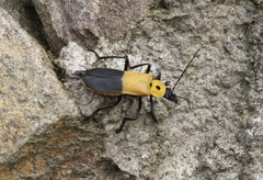Chauliognathus heros