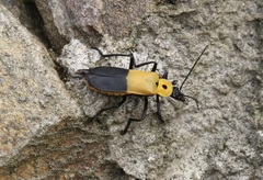 Chauliognathus heros