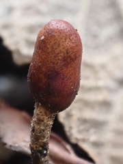 Cordyceps meneristitis